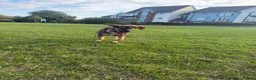 Mixed Breed dogs for adoption: Elodie 🩷 in Milton Keynes - Advert 8