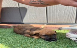 Jack Russell dogs for sale: Beautiful jack russel puppies  - Image 6