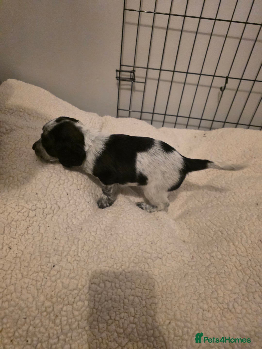 Cocker Spaniel dogs for sale: 6 cocker spaniel puppies  - Advert 32