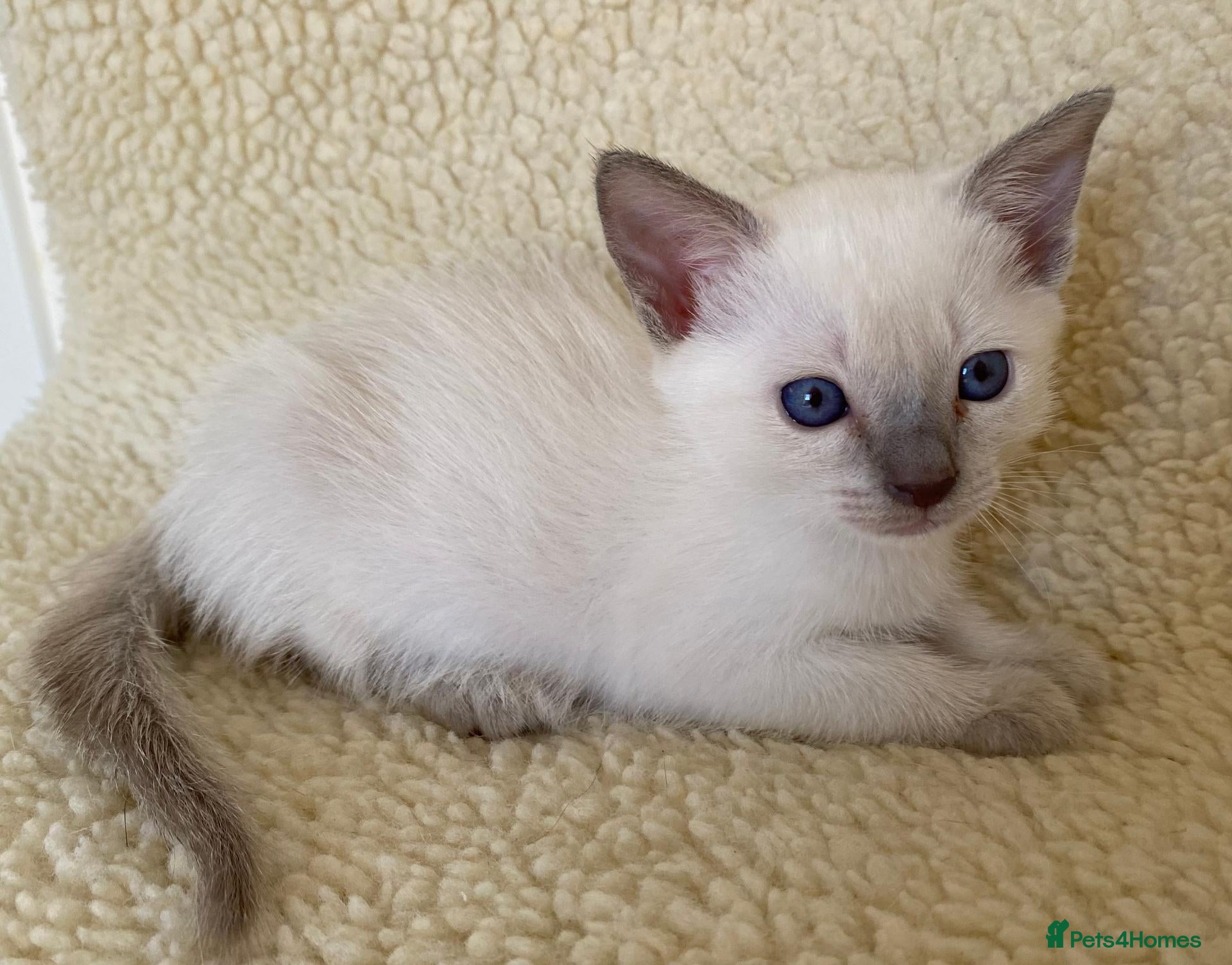 Siamese cats Lilac point female kitten - Advert 2