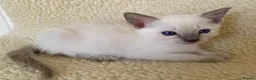 Siamese cats for sale: Lilac point female kitten - Advert 1
