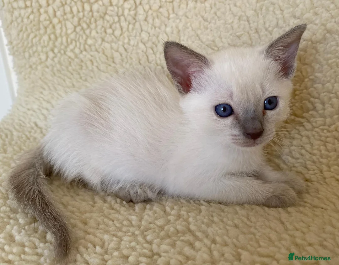 Siamese cats for sale: Lilac point female kitten - Advert 1