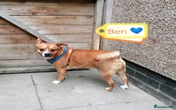 Mixed Breed dogs for adoption: 💙BEN – A Gentle Soul with a Loving Heart 💙 - Image 2
