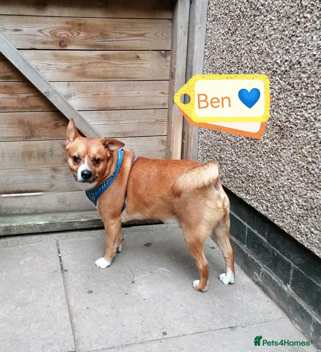 Mixed Breed dogs for adoption: 💙BEN – A Gentle Soul with a Loving Heart 💙 - Image 2