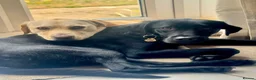 Labrador Retriever dogs for sale: Two beautiful Labrador girls 2&3yos in Worcester - Advert 9