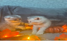 Scottish Fold cats for sale: 2 Adorable Scottish fold kittens left  - Advert 12