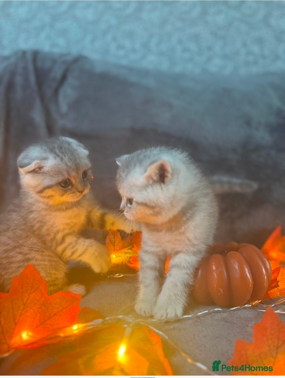 Scottish Fold cats for sale: 2 Adorable Scottish fold kittens left  - Advert 12