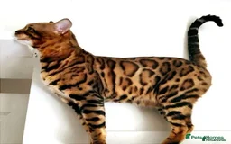 Bengal cats for stud: Proven Bengal Stud TICA pedigree beautiful marking in Durham - Image 7