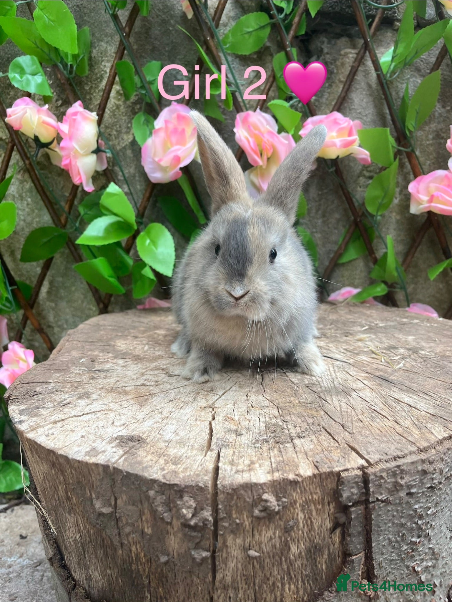 Mini Lop rabbits Mini lop bunnies for sale - Advert 5