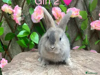 Mini Lop rabbits Mini lop bunnies for sale - Advert 1