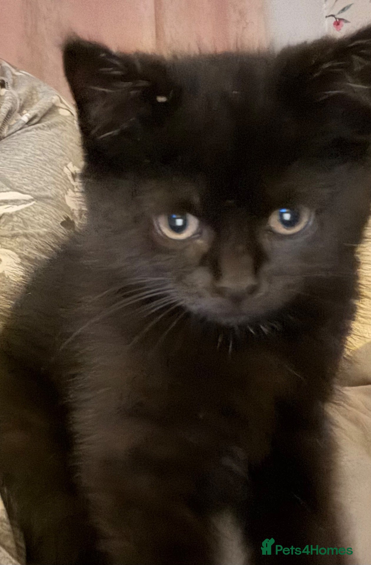 Domestic Shorthair cats for sale: Last baby remaining 🐾 - Advert 2