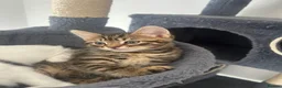 Mixed Breed cats for sale: Bengal/blue bengal kittens 👀🏡 - Advert 5