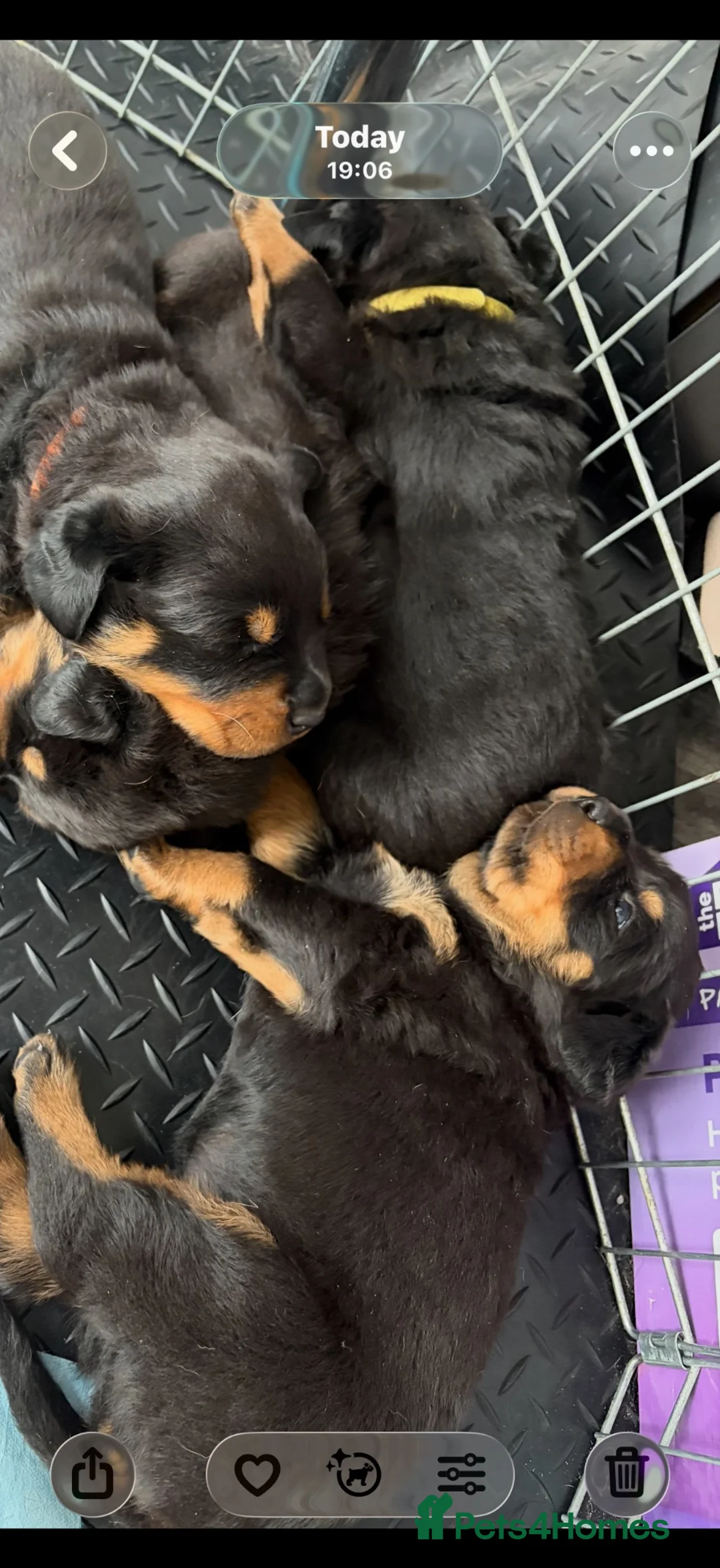 Rottweiler dogs for sale: Rottweiler puppies  - Advert 17