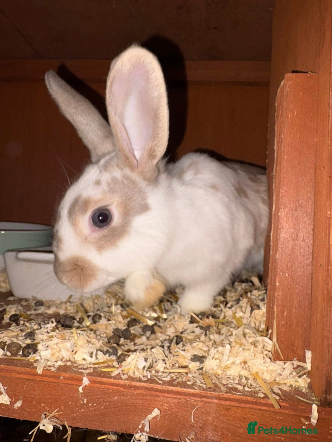 Rex rabbits for sale: X2 sisters beautiful handreared indoor pets - Advert 1