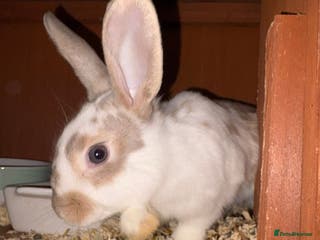 Rex rabbits X2 sisters beautiful handreared indoor pets - Advert 4