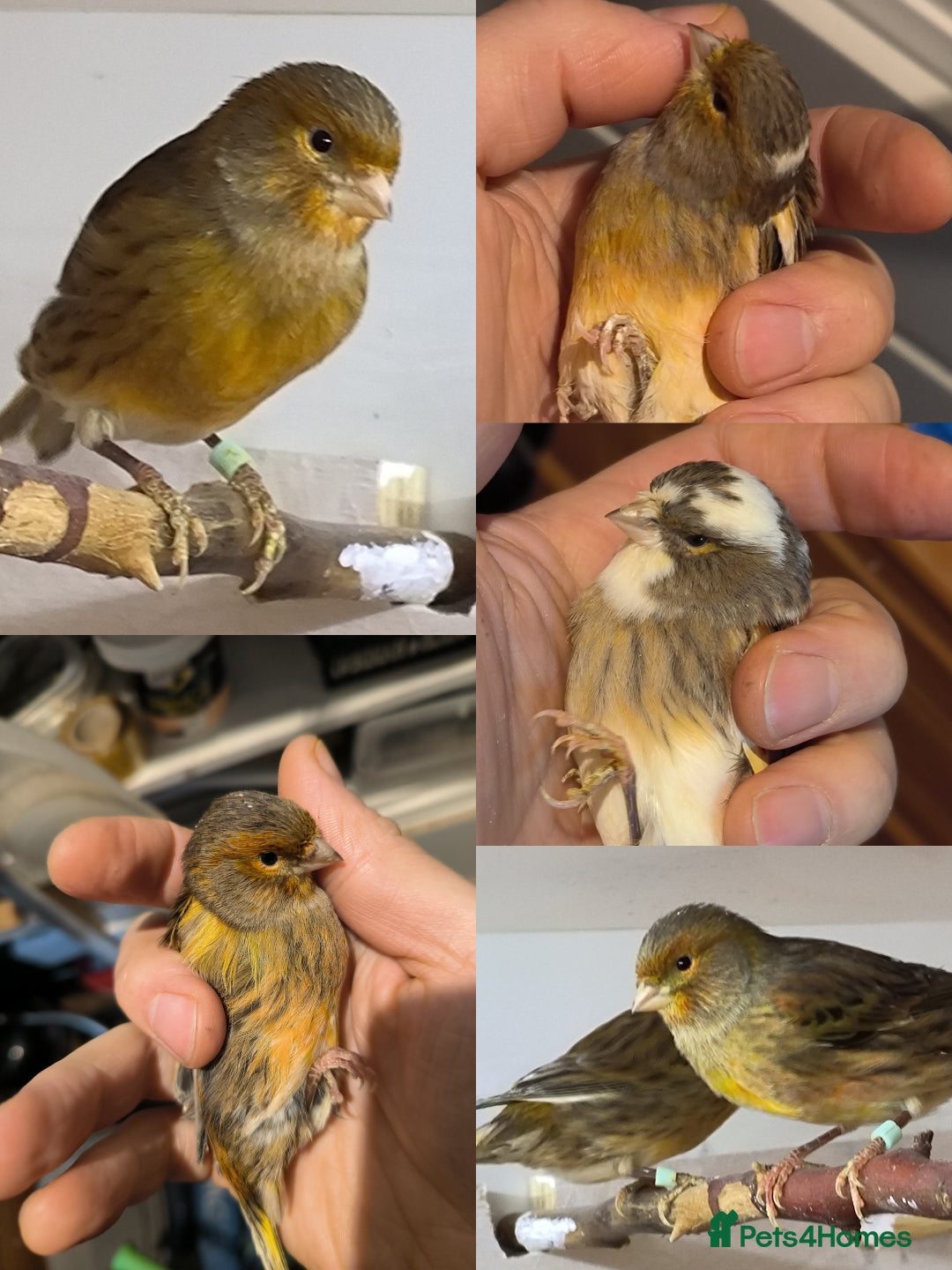 Canaries birds for sale: 5 beautiful 2025 canaries  - Advert 1