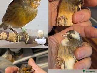 Canaries birds 5 beautiful 2025 canaries - Advert 3