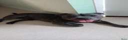 Staffordshire Bull Terrier dogs for stud: Staffordshire bull terrier for stud Thor! - Advert 4