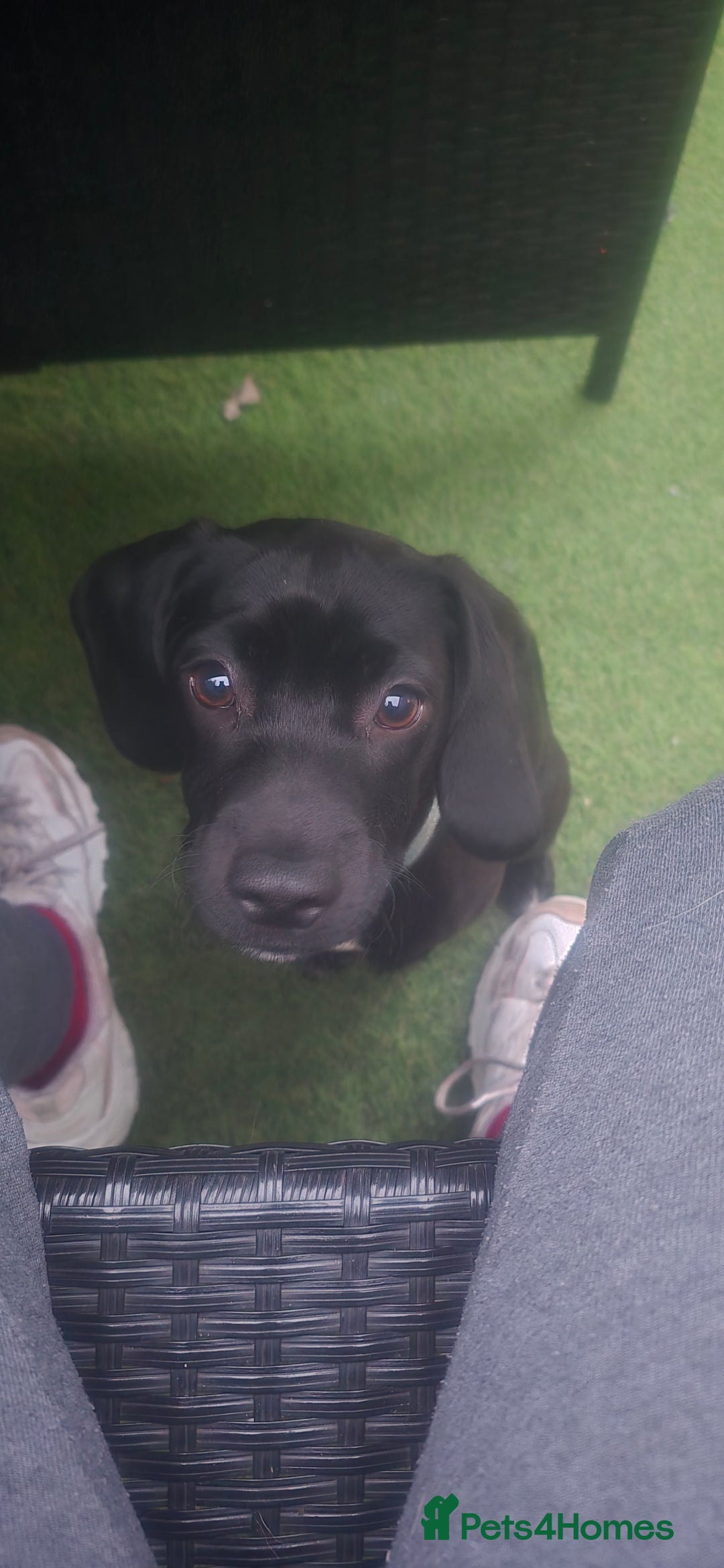 Mixed Breed dogs for sale: Mixed breed - Image 1
