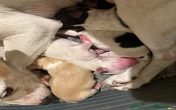 Mixed Breed dogs for sale: Tri-coloured Boy - Image 5