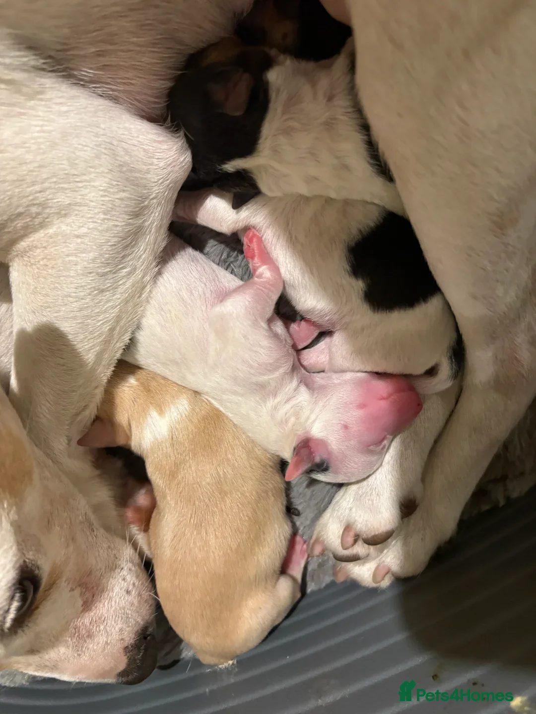 Mixed Breed dogs for sale: Tri-coloured Boy - Image 5