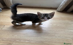 Domestic Shorthair cats for sale: Ekaterine  - Image 2