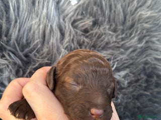 Aussiedoodle dogs Miniature Aussiedoodle Pups 🐾 ❤️ - Advert 12