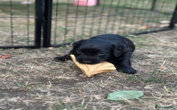 Cocker Spaniel dogs for sale: Cocker Spaniel Puppies looking for the best homes - Image 38