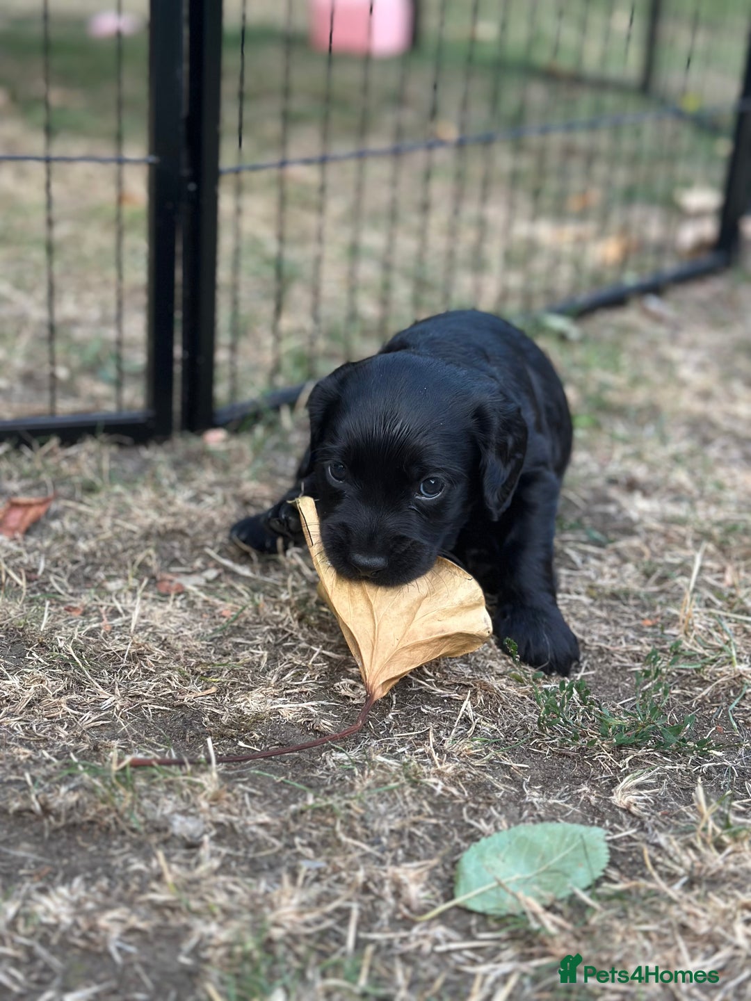 Cocker Spaniel dogs for sale: Cocker Spaniel Puppies looking for the best homes - Image 38