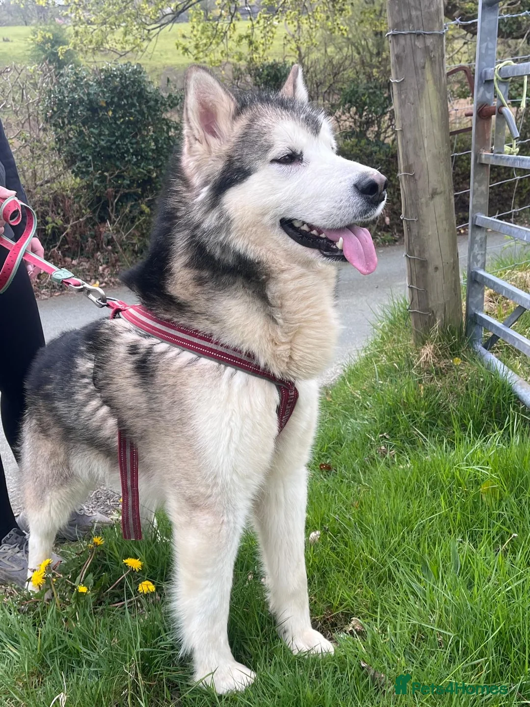 Alaskan Malamute dogs for sale: K.C registered Quality Alaskan Malamute puppies - Advert 11