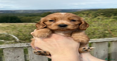 Cocker Spaniel dogs - Advert 14