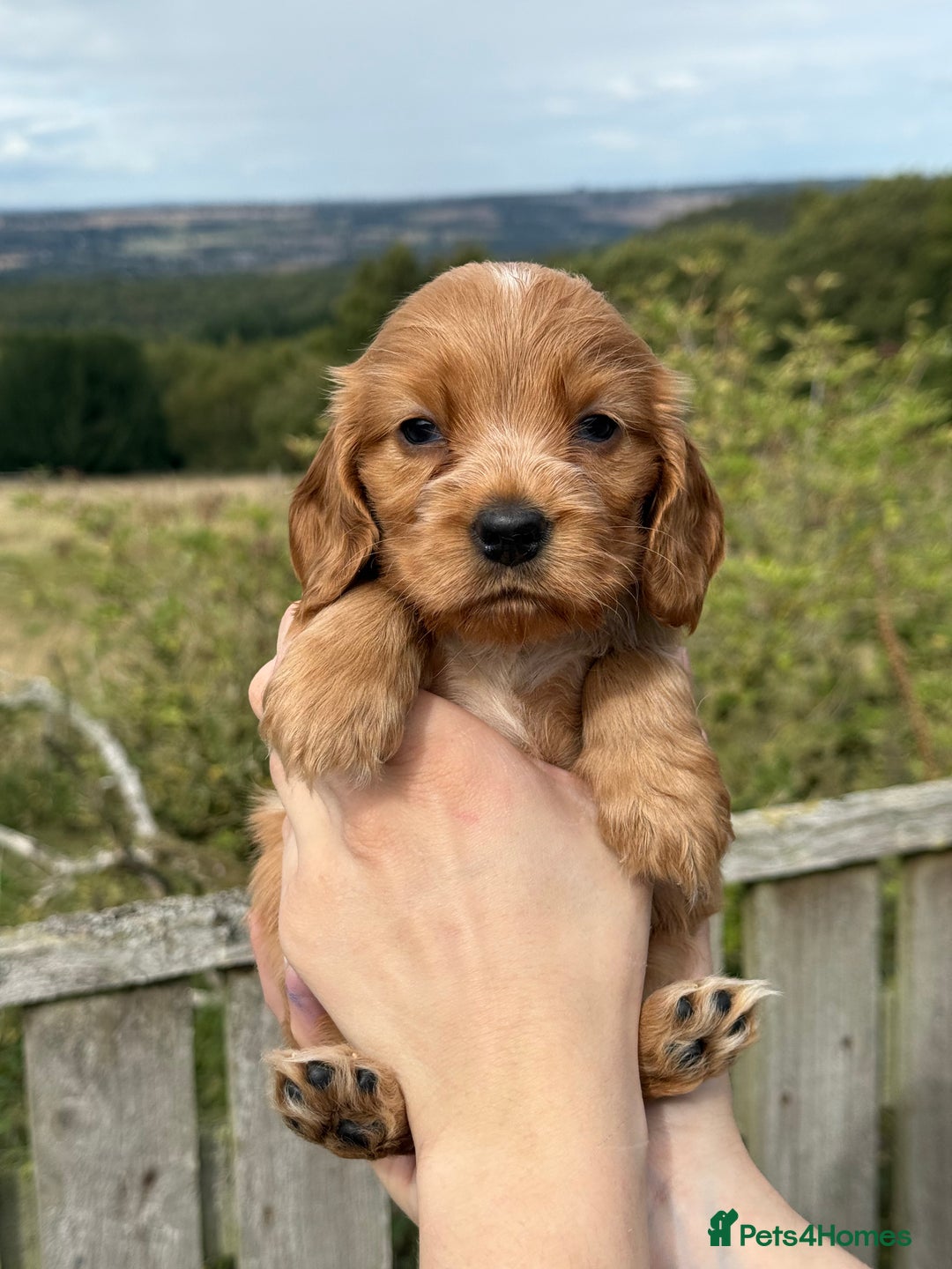 Cocker Spaniel dogs for sale: KC Show Cocker spaniels health tested parents  - Image 3
