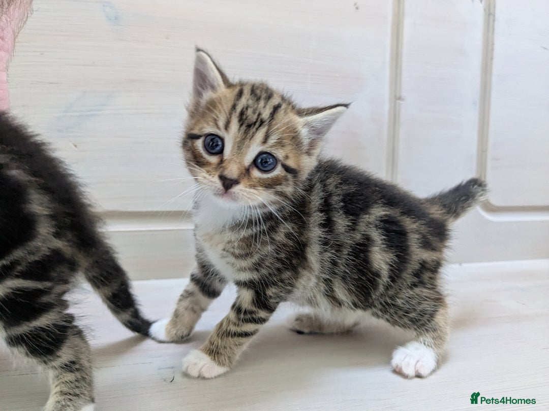 Bengal cats for sale: 4 Cute Tabby Kittens  - Image 11