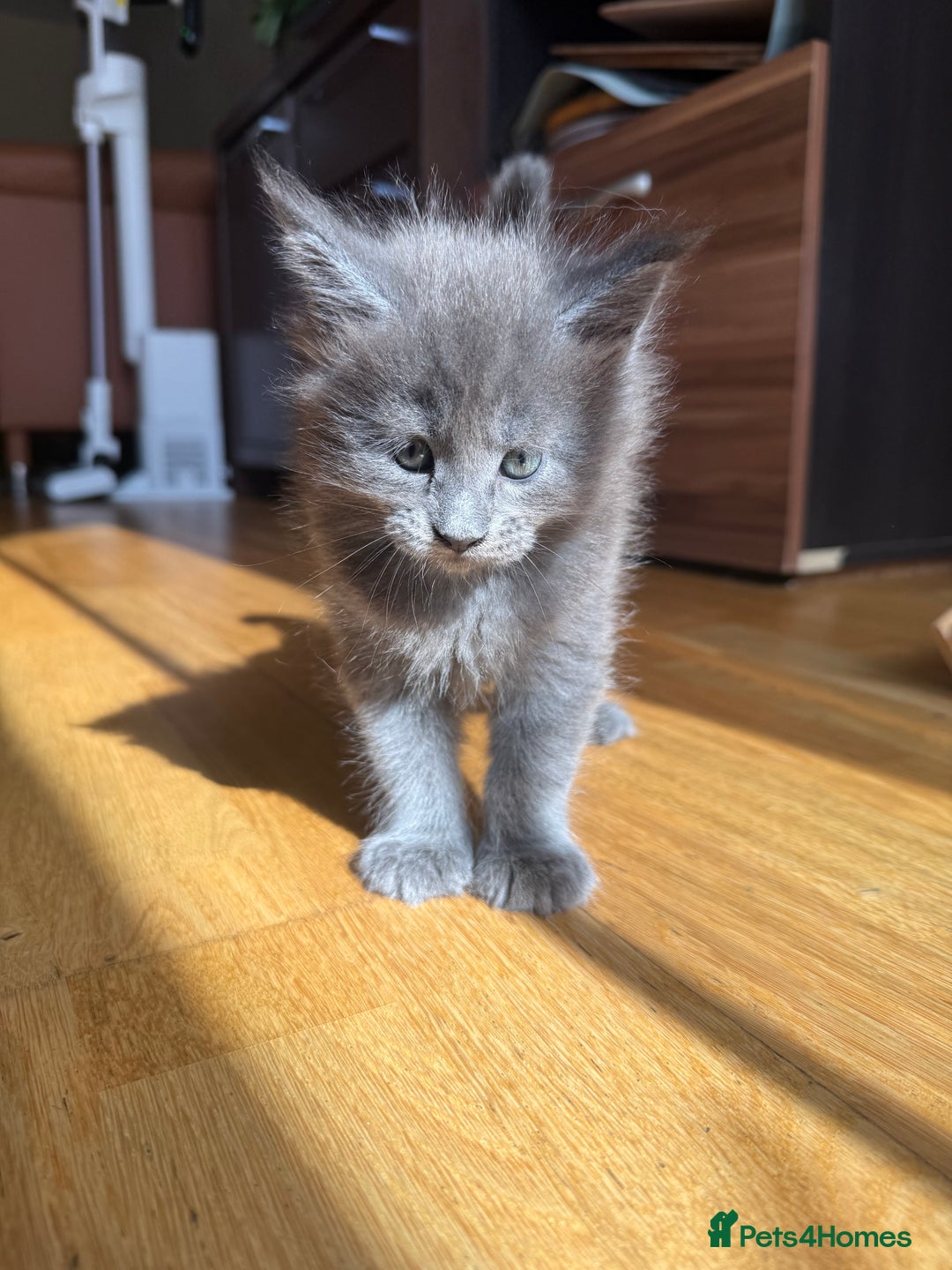Maine Coon cats for sale: Maine Coon Kittens for sale - Image 30