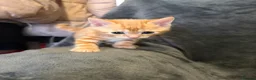 Mixed Breed cats for sale: Adorable little kittens. Mixed breed.  - Advert 18