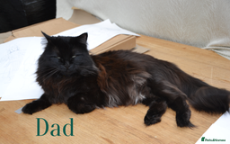 Mixed Breed cats for sale: Beatiful Maine-Coone/Bombay Kittens - Image 17