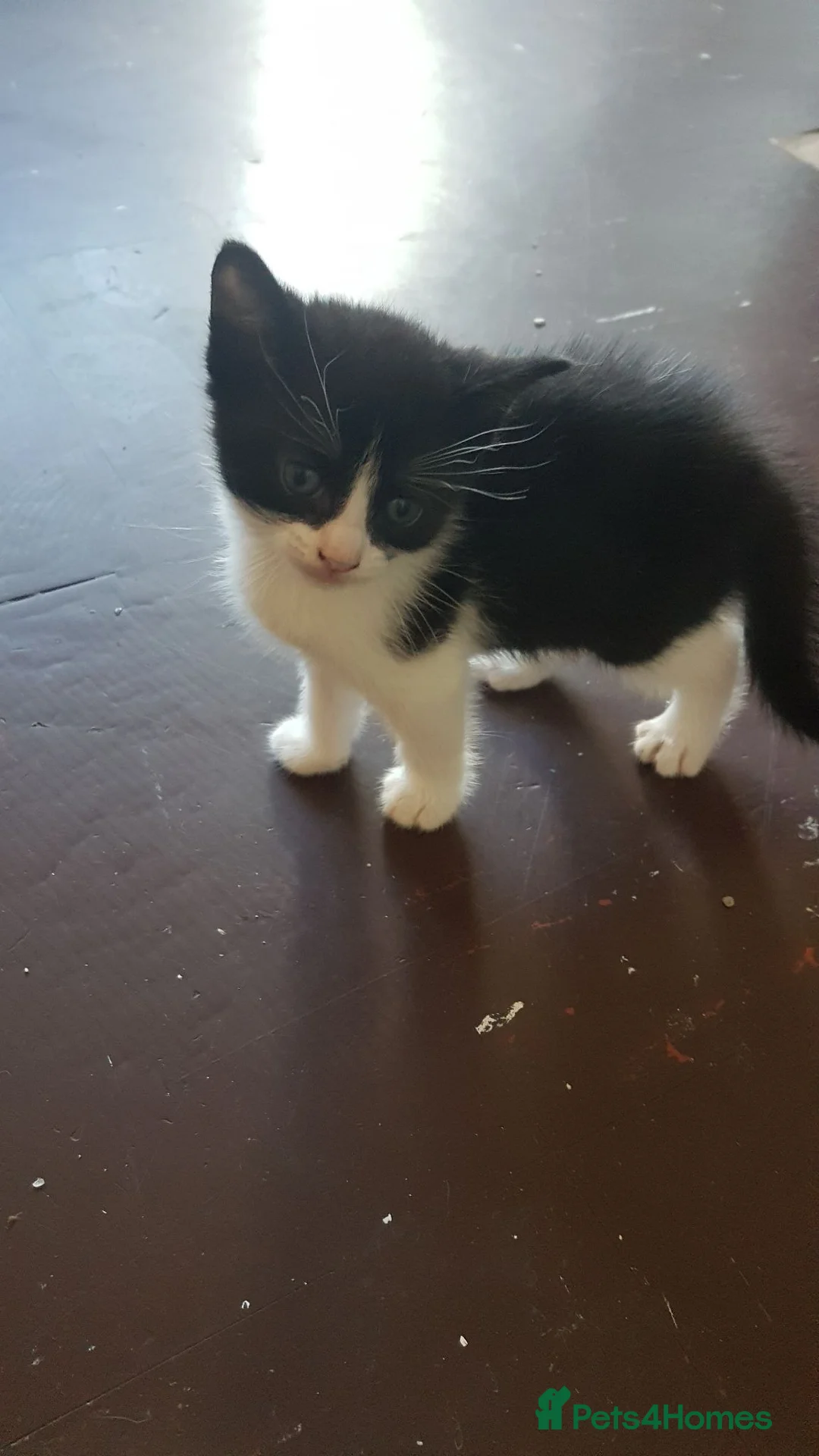 Mixed Breed cats for sale: Male kitten 1 month – boy - Advert 2