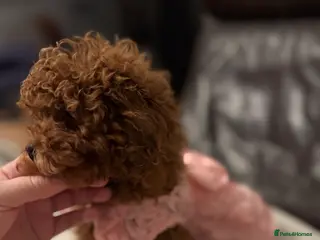 Toy Poodle dogs Teddy face Asian toy poodle girls - Advert 9