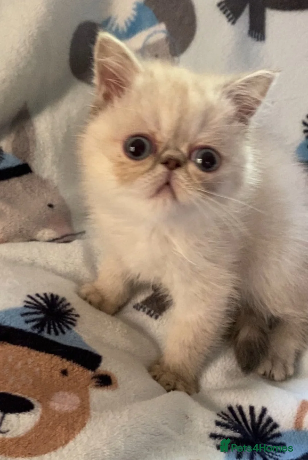 Exotic cats for sale: GCCF registered kittens - Advert 2