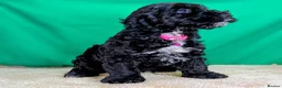 Cockapoo dogs for sale: Fully vaccinated F1 Cockapoo puppies - Advert 7