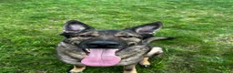 German Shepherd dogs for sale: Male German shepherd  - Advert 2