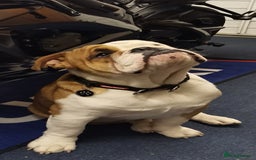 English Bulldog dogs for sale: KC registered Old English Bulldog - Image 6