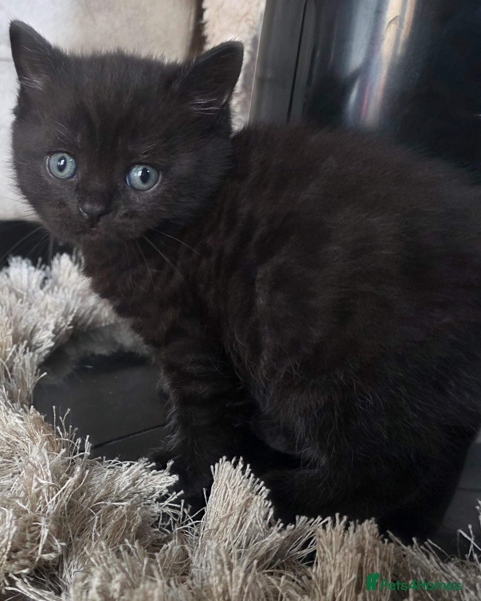 British Shorthair cats for sale: British shorthair mixed beautiful little boy left  - Advert 6
