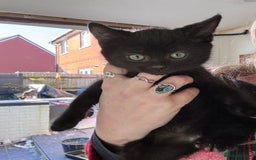 Bengal cats for sale: 12 mixed kittens - Advert 12