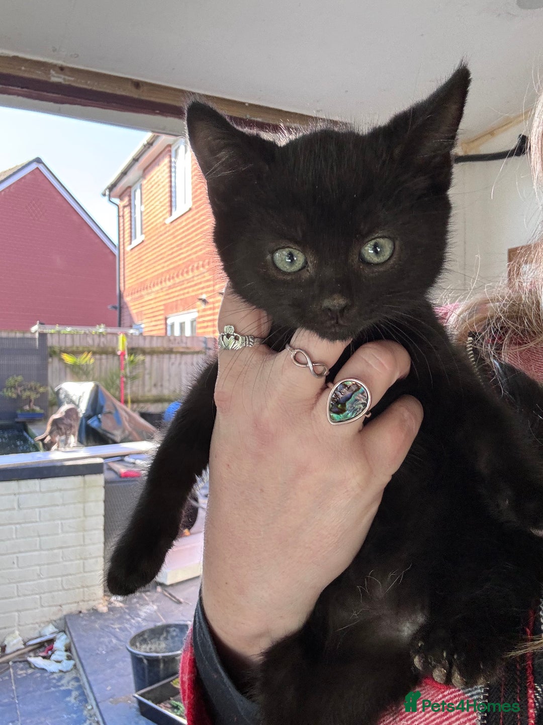 Bengal cats for sale: 12 mixed kittens - Advert 12