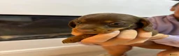 Miniature Dachshund dogs for sale: Beautiful miniature dachshund  in Wigan - Advert 21
