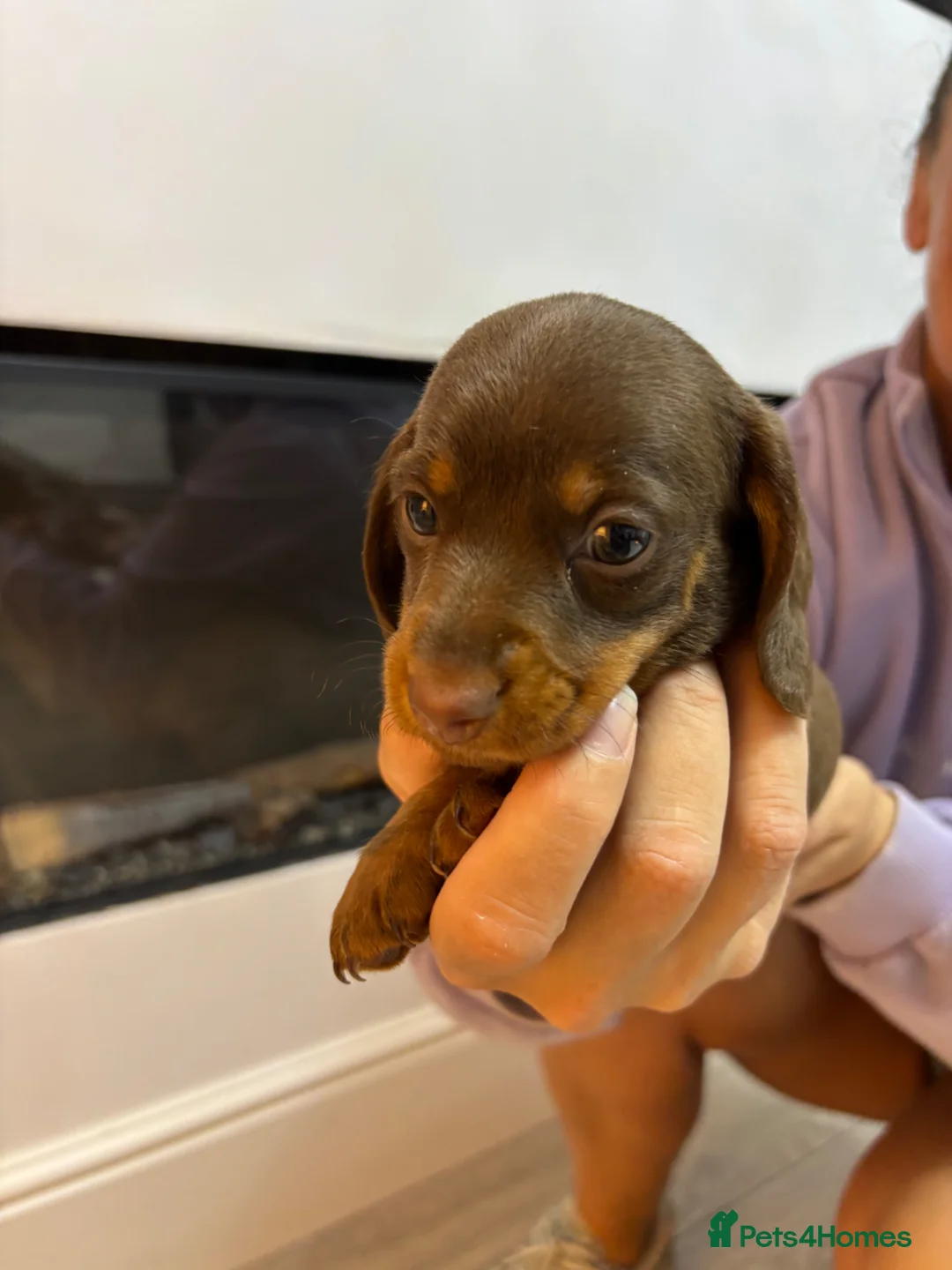 Miniature Dachshund dogs for sale: Beautiful miniature dachshund  in Wigan - Advert 21