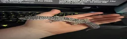 Leopard Gecko reptiles for sale: 🦎 Leopard Gecko Buddy – Looking for new home - Advert 3