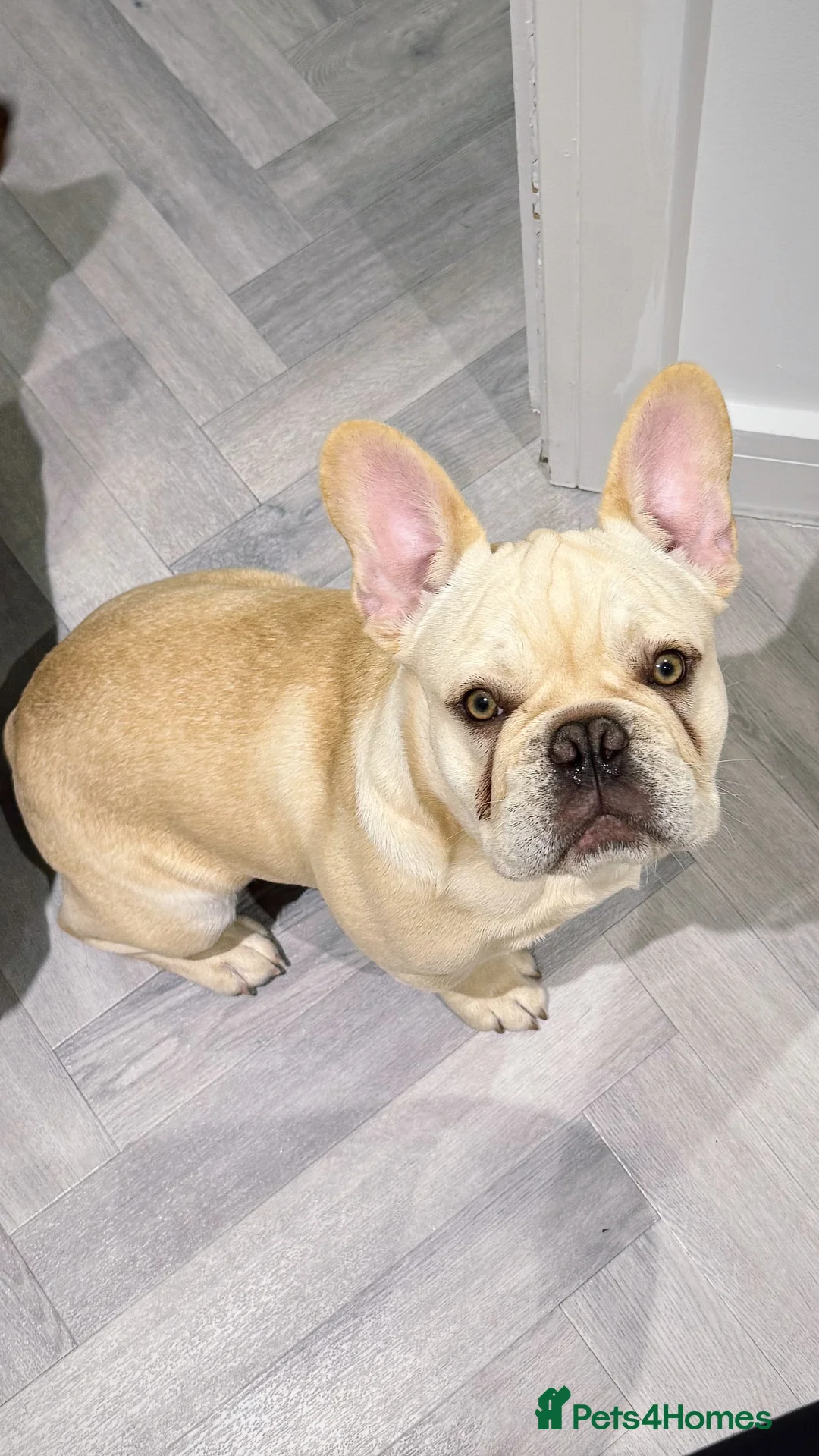 French Bulldog dogs for sale: French BullDog Boy - 7 Months Old  - Advert 7