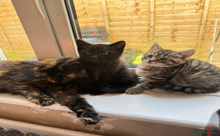 Mixed Breed cats - Advert 15
